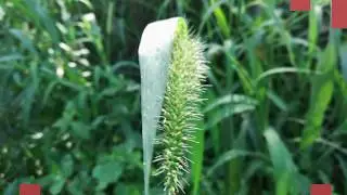 Setaria viridis, green foxtail, green bristlegrass, Setaria viridis&nbsp; and&nbsp;wild foxtail millet.