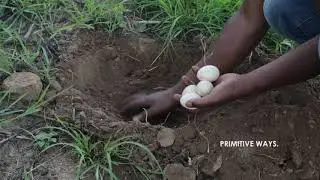 Primitive Cooking: Man finds wild eggs on bush and cooks them in a primitive way