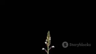 invideo ai 480 Watch This Flower Explode Into Life 2026 01 07