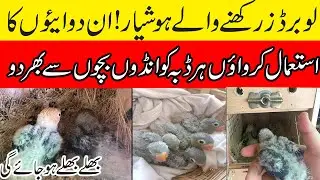 Love birds breeding medicine | Love Birds Best Breeding Formula | Love Birds breeding at home