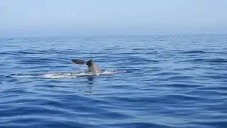 Sperm Whale Off San Diego