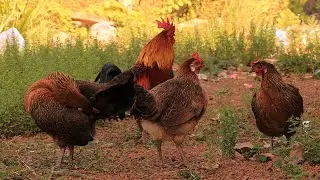 Wild Chickens Breeding With Hen | Jungle Fowl - Beautiful Jungle Chicken