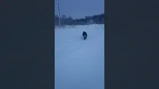 береги себя #nature #dogs #bigdog #funny #суперсобака #walking #winter #horror #jokes #шутка