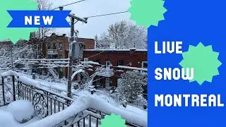 Live snowing in Montreal!! 2025-12-10 | ASMR