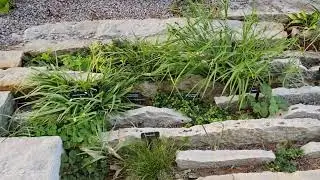 Miniature and Alpine Plants of the Crevice Garden, Cantigny Park, Wheaton, Illinois, June 2021