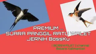 SP. WALET GOLD EDITION|BOSSWALET CHANNEL