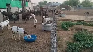 Goat farming seowa Bakri faram ke liye सम्पर्क करें 9649399498