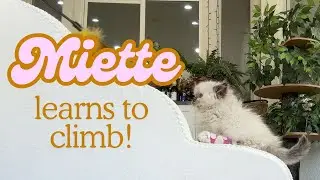 Miette Learns to Climb! (Kitten with Mobility Challenges)
