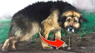 Chained up for 10 Years. See What Happened When It Was Released