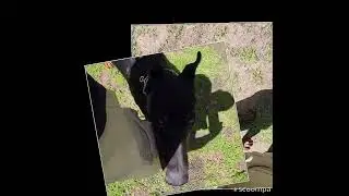 Dog Obedience Training in Mississippi State Registered certified Professional Dog Training