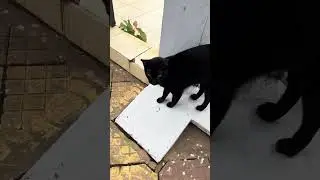 I feed stray cats every morning  #Cat #kitten #TheGohanAndCats