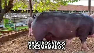 Granja Peru de Su&iacute;nos!!!