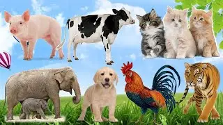 Farm Animal Compilation: Cat, Cow, Sheep, Dog, Chicken, Horse, Elephant &mdash; Farm Animal Sounds