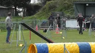 Hazione Kelpie Agility