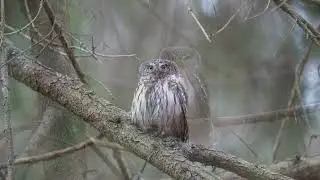 PYGMY OWL - S&Oacute;WECZKA