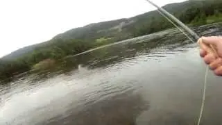 21lb River Orkla Atlantic Salmon - Aug 2013