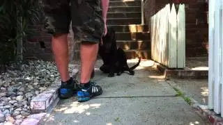 K9Conservatory-Mo MIX-
