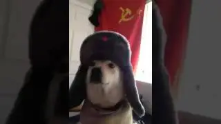 U.S.S.R. Doggo