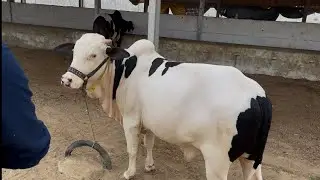 New Enteries At UCF || Farm Mei Camera Install || Maal Ki Progress Kesi? Uzair Bhai Sy ‘Q & A’