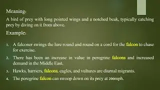 Falcon Meaning and Example Sentences