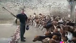 Single man feeding 50 dogs