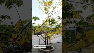 Guayac&aacute;n amarillo #guayac&aacute;n #guayacanes #floresamarillas #amarillo