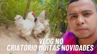 Nascimento de pintinhos no criatório veja como estão desenvolvendo!!!#pets #criações #galinhabrahma 