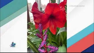 Посадка амариллиса