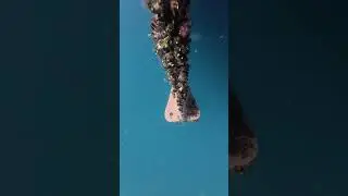 Diver Tackles Barnacle-Covered Rudder: Underwater Cleaning in Action! 🛠️🌊
