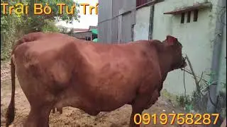 3/5/2023 Trại Bò Tư Trí (báo giá con bò cái cọp chửa)#191#bòvỗbéo #batri #bentre #channuoibomientay