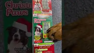 😲Rottweiler WINS on scratchie! #rottie #rottweilerpuppy #dog #scratching #scratchoffticket #win