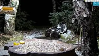 🐭@ Bird Feeder, Forest Nook, Żywiec, Poland 2026/01/30