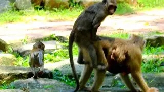 GANGSTER MONKEY FORCE MOM ROSE EVEN SHE GIVE BIRTH, POOR BABY REX DEEP SCARES WHEN SEEING LIKE THIS