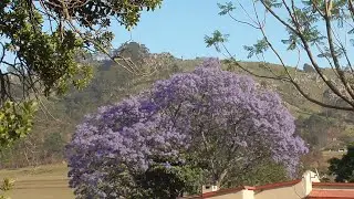 Swaziland at spring time