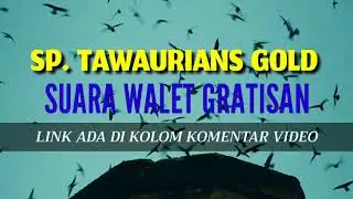 SP. TAWAURIANS GOLD