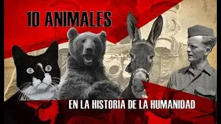 10 ANIMALES heroicos en la HISTORIA