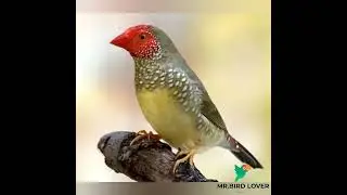 FINCH TYPES. #bird #birds #birdlover