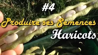 🌱 Produire ses semences #4 x HARICOTS (Facile & Gratuit) 🌱