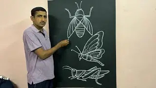 Learn to draw insect || insect drawing easy ||🪰🦗#insectdrawing #insectart #artist 