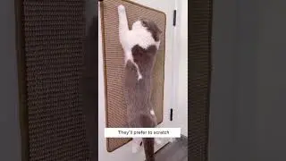 Когтеточка, которая подстригает кошачьи когти? 😱
