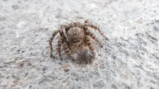 Into the Wild: Observing Jumping Spider, Gasshopper, Stink Bugs, Harpalus eous, House Fly