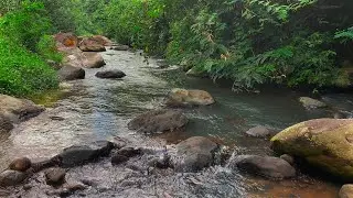 Beat Insomnia with Calming Water and Stream Sounds Along a Lush Forest Setting