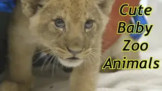 Cute Baby Zoo Animals Of The Month March 2020