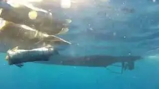 Explore Nature: Wildlife of the Conch Republic