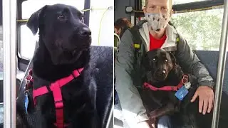 Eclipse, la storia del cane che prende l'autobus da solo per andare al parco