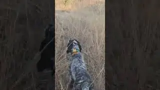 setter & Banded quail #pointingdogs #setter #hunting #perrosdecaza