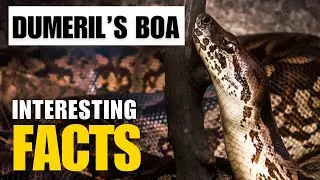 What Are the Most Interesting Facts About Dumeril's Boa?  | Interesting Facts | The Beast World