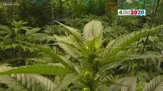 How would legalizing marijuana impact real estate prices in Arizona?