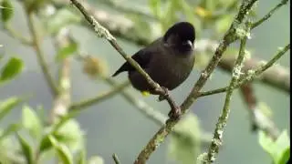 Endemic Bird Expert Costa Rica 76