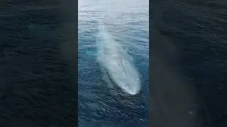 Blue whale breathing